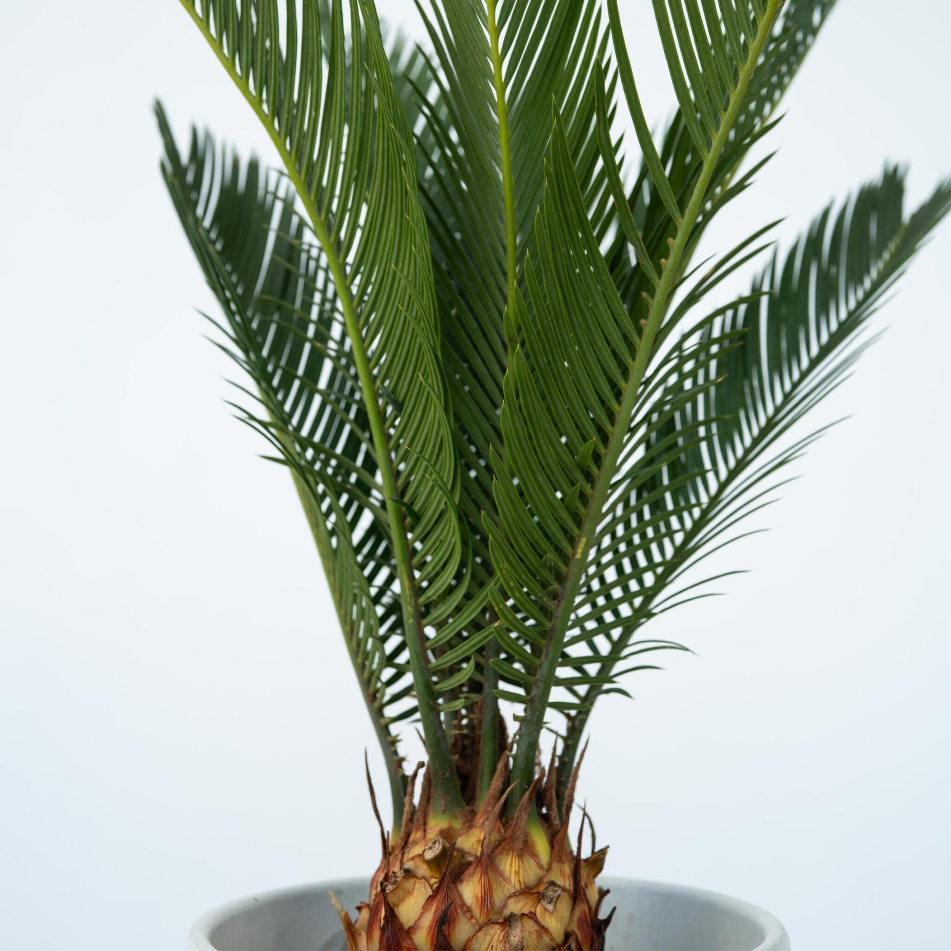 Palma De Sagú - 2 Pzs - Cycas Revoluta - Altura 45-60cm - ⌀15cm_3