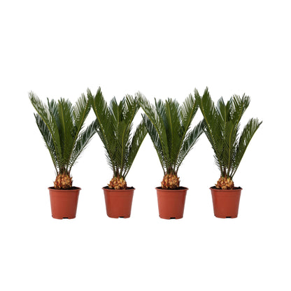 Palma De Sagú - 4 Pzs - Cycas Revoluta - Altura 45-60cm - ⌀15cm_0