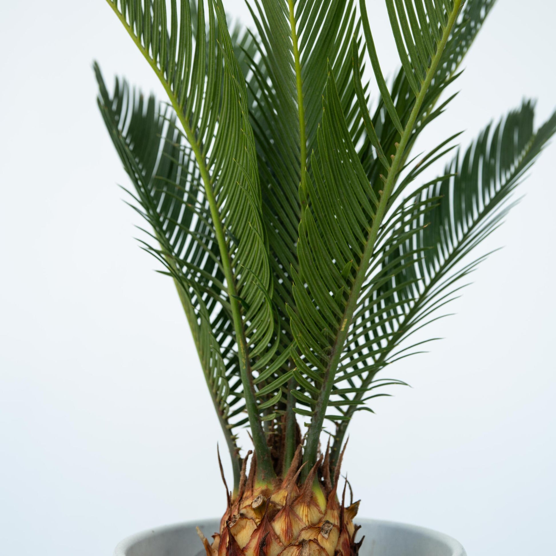 Palma De Sagú - 4 Pzs - Cycas Revoluta - Altura 45-60cm - ⌀15cm_3