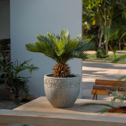 Palma De Sagú - Cycas Revoluta - Altura 45-60cm - ⌀15cm_1