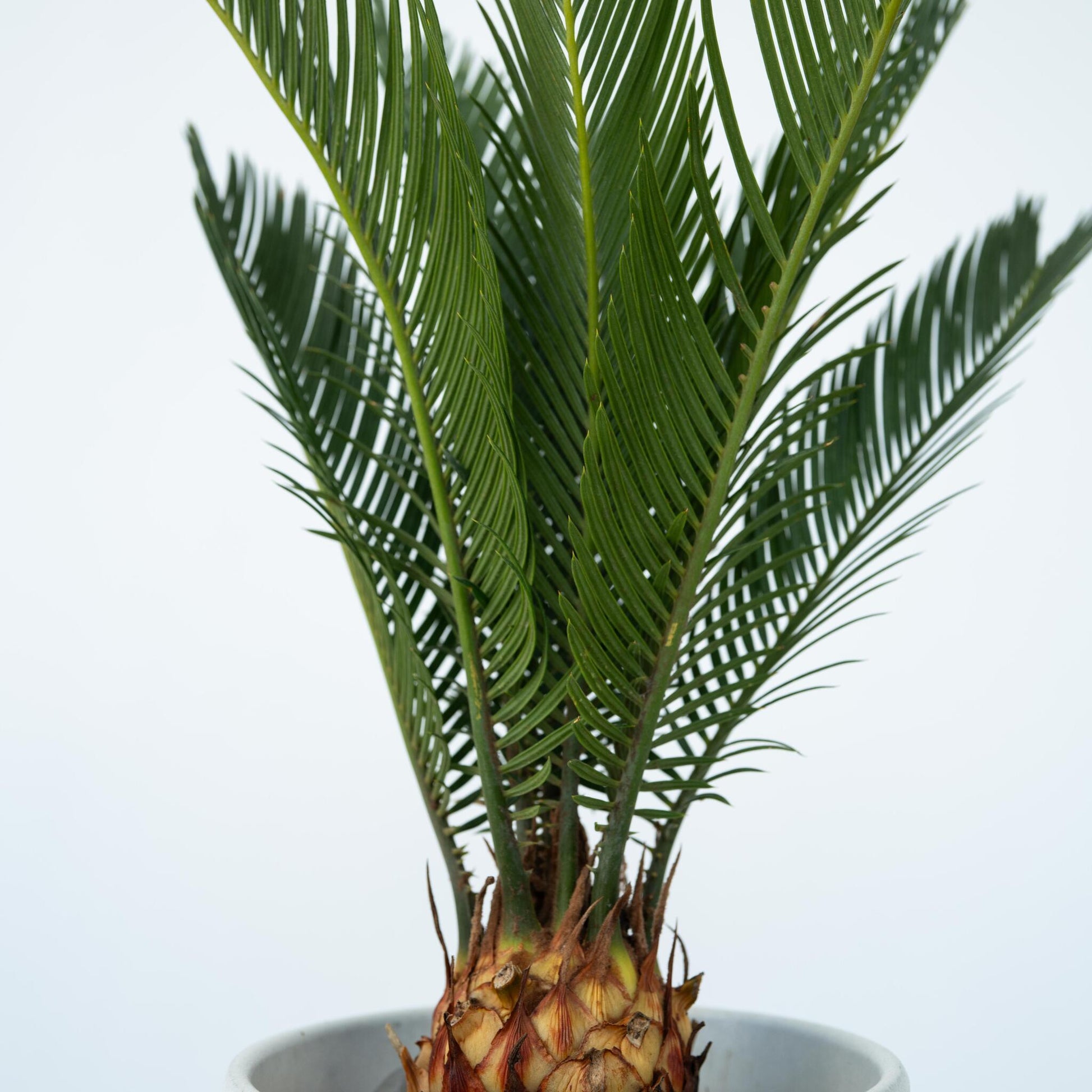 Palma De Sagú - Cycas Revoluta - Altura 45-60cm - ⌀15cm_3