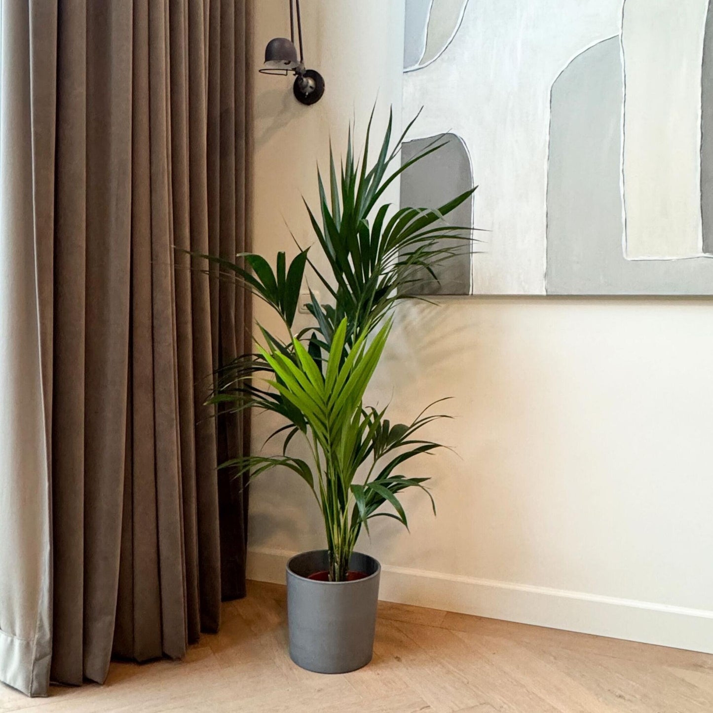 Palma Kentia - Howea Forsteriana - Altura 130-140cm - ⌀21cm_1