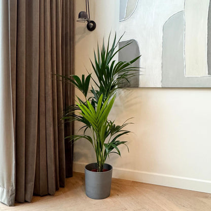 Palma Kentia - Howea Forsteriana - Altura 130-140cm - ⌀21cm_1