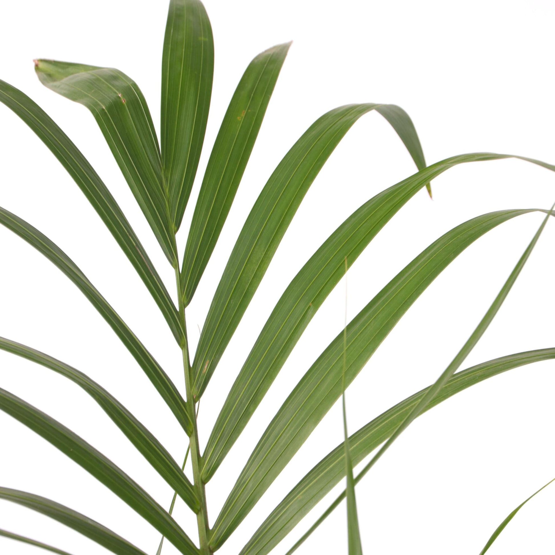 Palma Kentia - Howea Forsteriana - Altura 130-140cm - ⌀21cm_3
