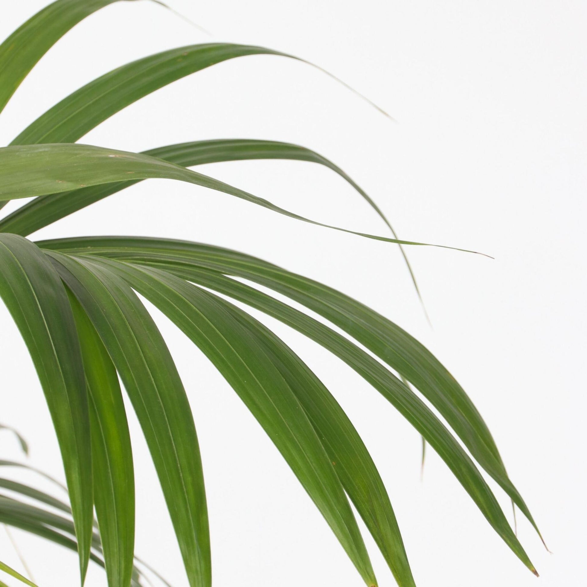 Palma Kentia - Howea Forsteriana - Altura 150-170cm - ⌀24cm_3