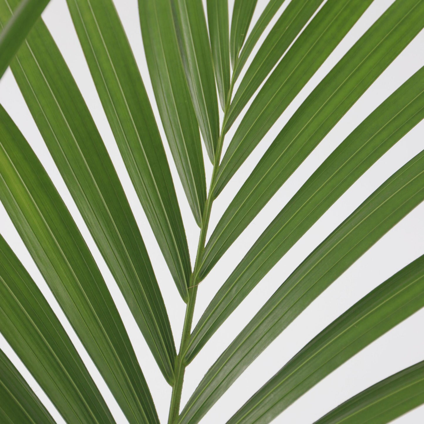 Palma Kentia - Howea Forsteriana - Altura 90-100cm - ⌀18cm_3