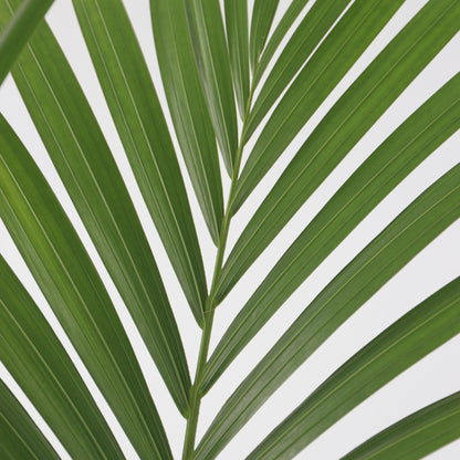 Palma Kentia - Howea Forsteriana - Altura 90-100cm - ⌀18cm_3