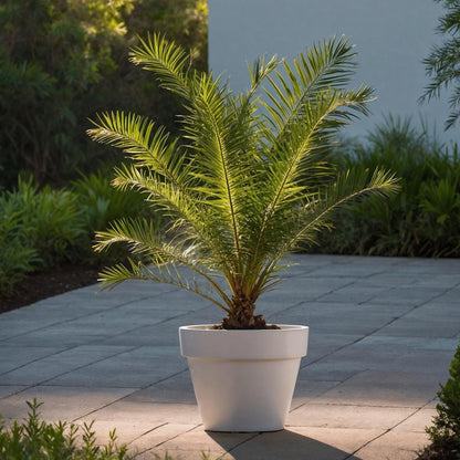 Palmera Canaria - 2 Pzs - Phoenix Canariensis - Altura 50-60cm - ⌀15cm_1