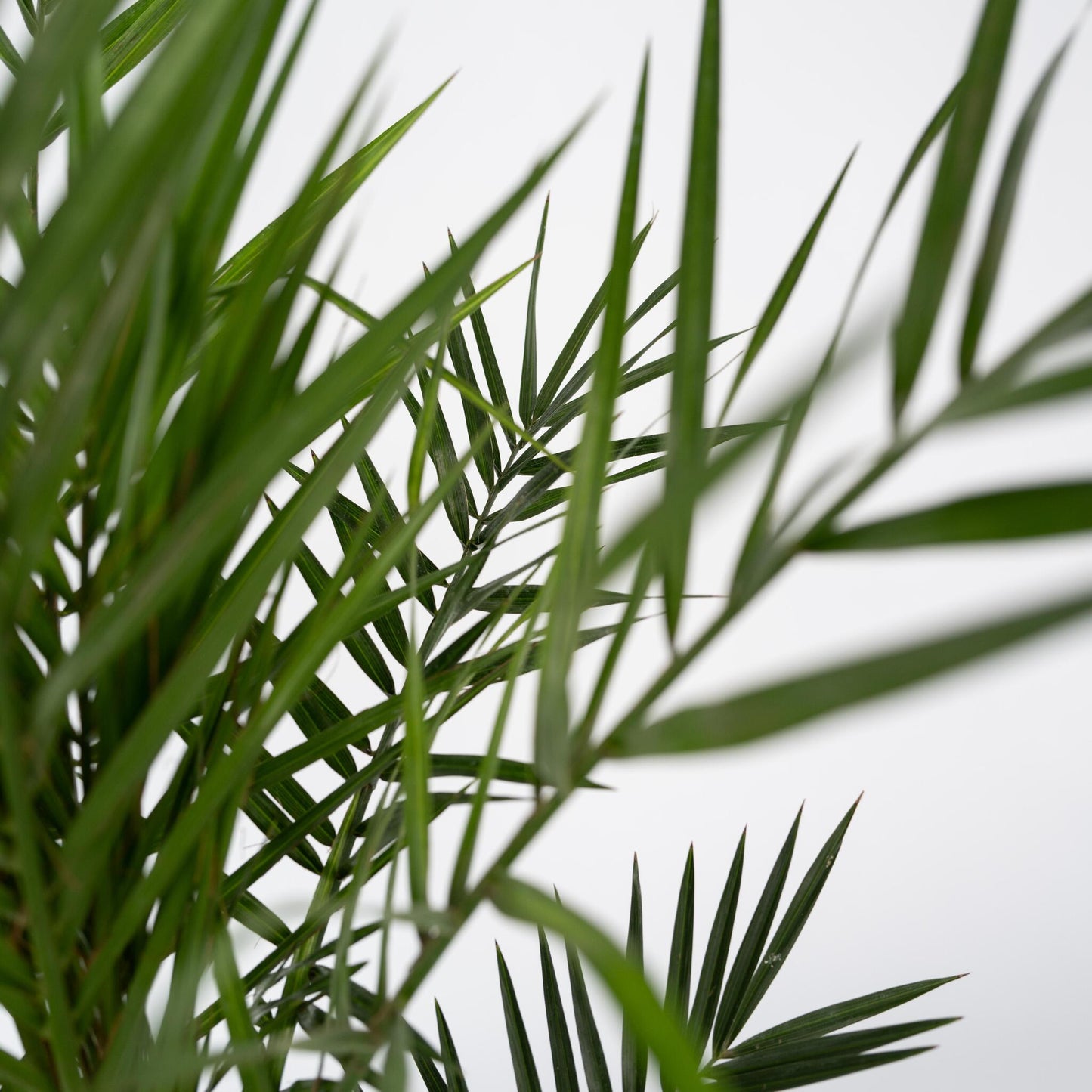 Palmera Canaria - 2 Pzs - Phoenix Canariensis - Altura 80-100cm - ⌀19cm_3