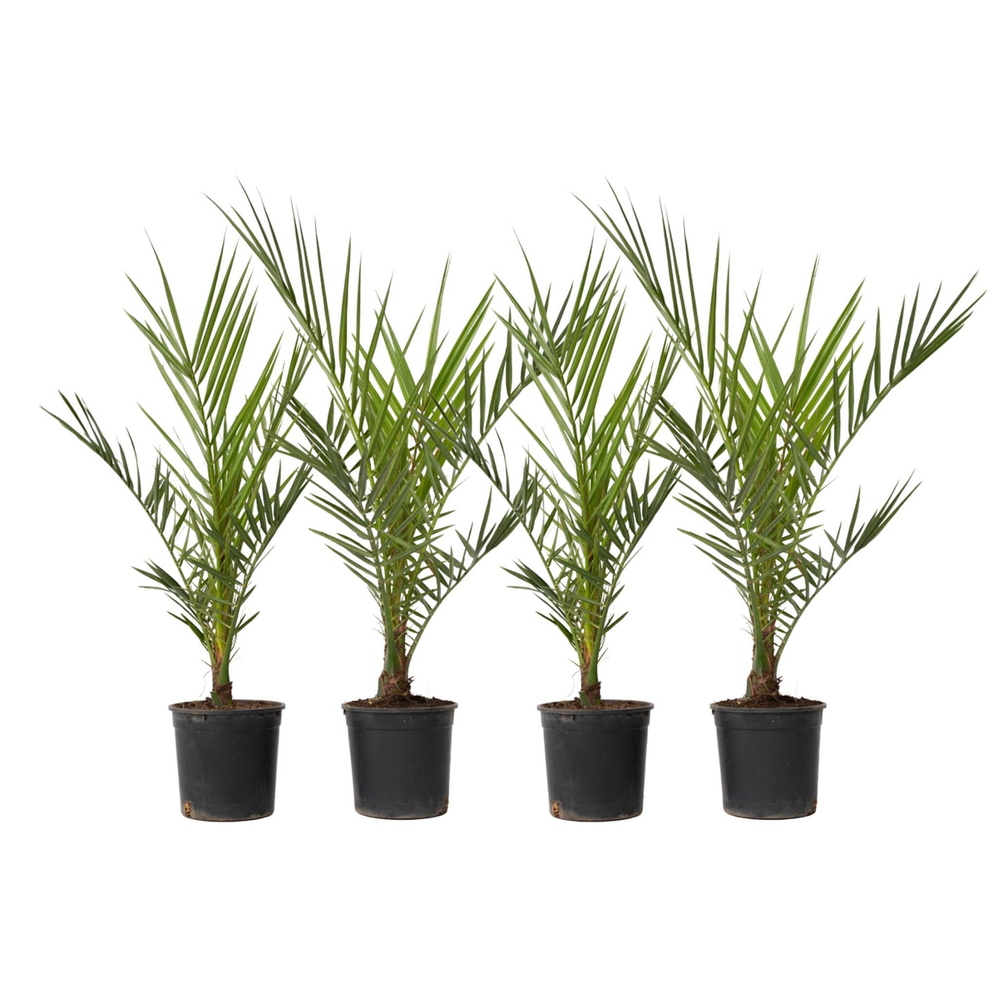 Palmera Canaria - 4 Pzs - Phoenix Canariensis - Altura 50-60cm - ⌀15cm_0