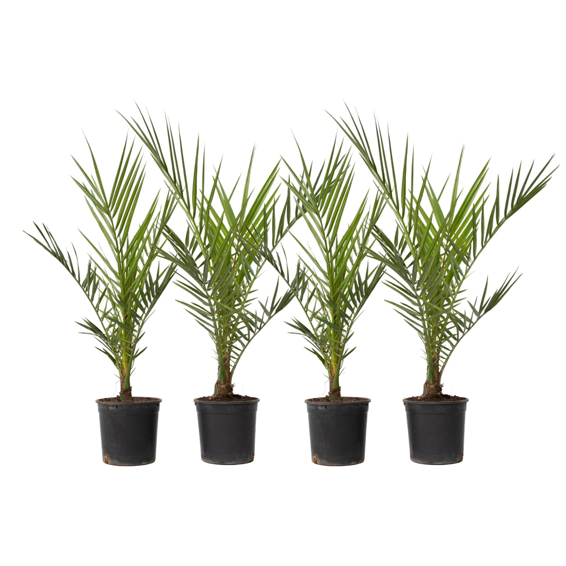 Palmera Canaria - 4 Pzs - Phoenix Canariensis - Altura 50-60cm - ⌀15cm_0