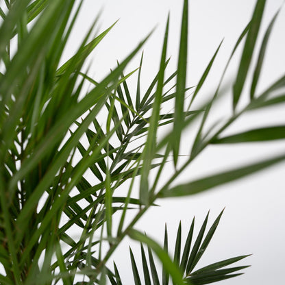 Palmera Canaria - Phoenix Canariensis - Altura 80-100cm - ⌀19cm_3