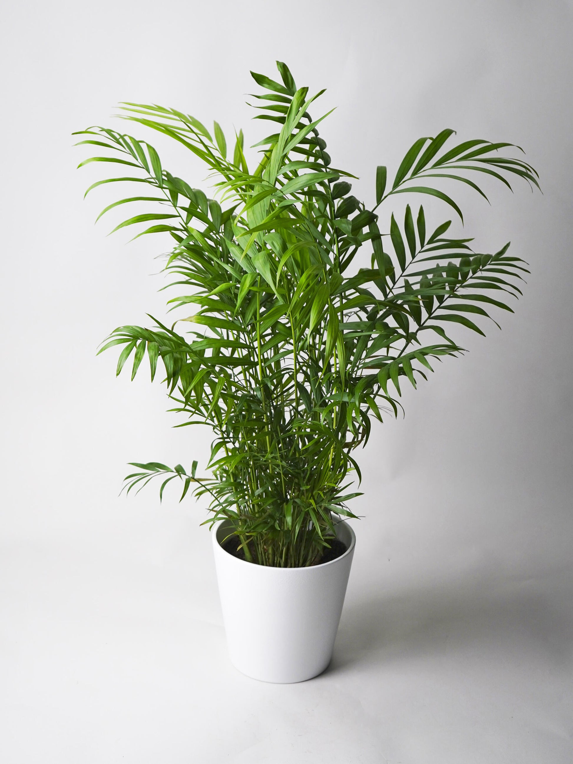 Palmera De Salón O Chamaedorea | Altura 70cm - Maceta 17cm_0
