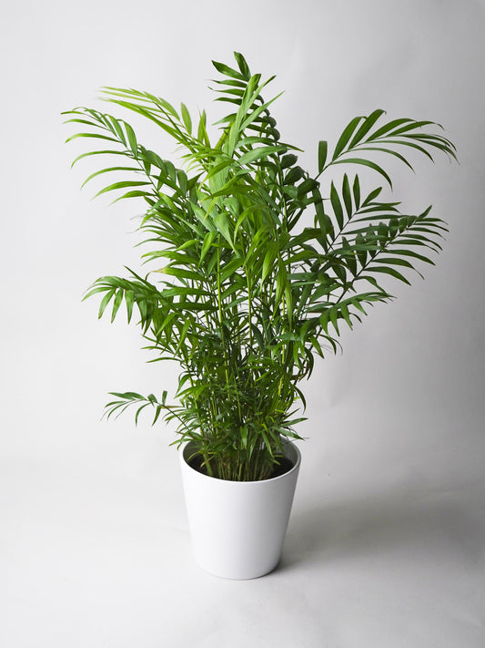 Palmera De Salón O Chamaedorea | Altura 70cm - Maceta 17cm_0