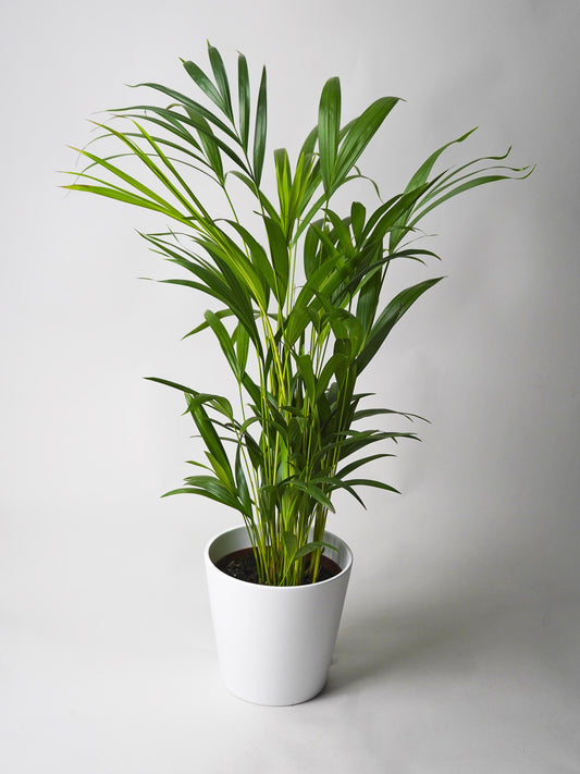 Palmera Dypsis O Areca_0