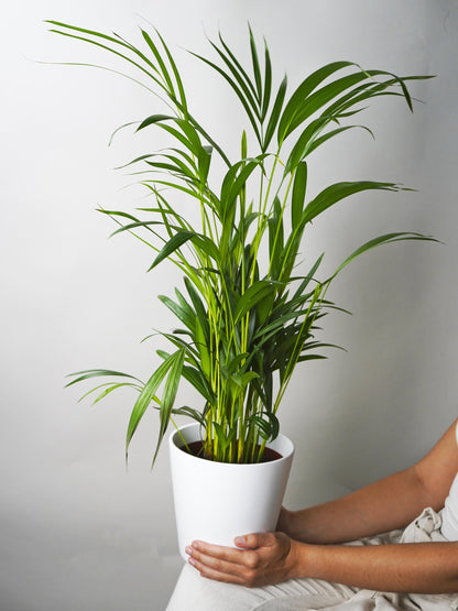 Palmera Dypsis O Areca | Altura 90cm - Maceta 17cm_2