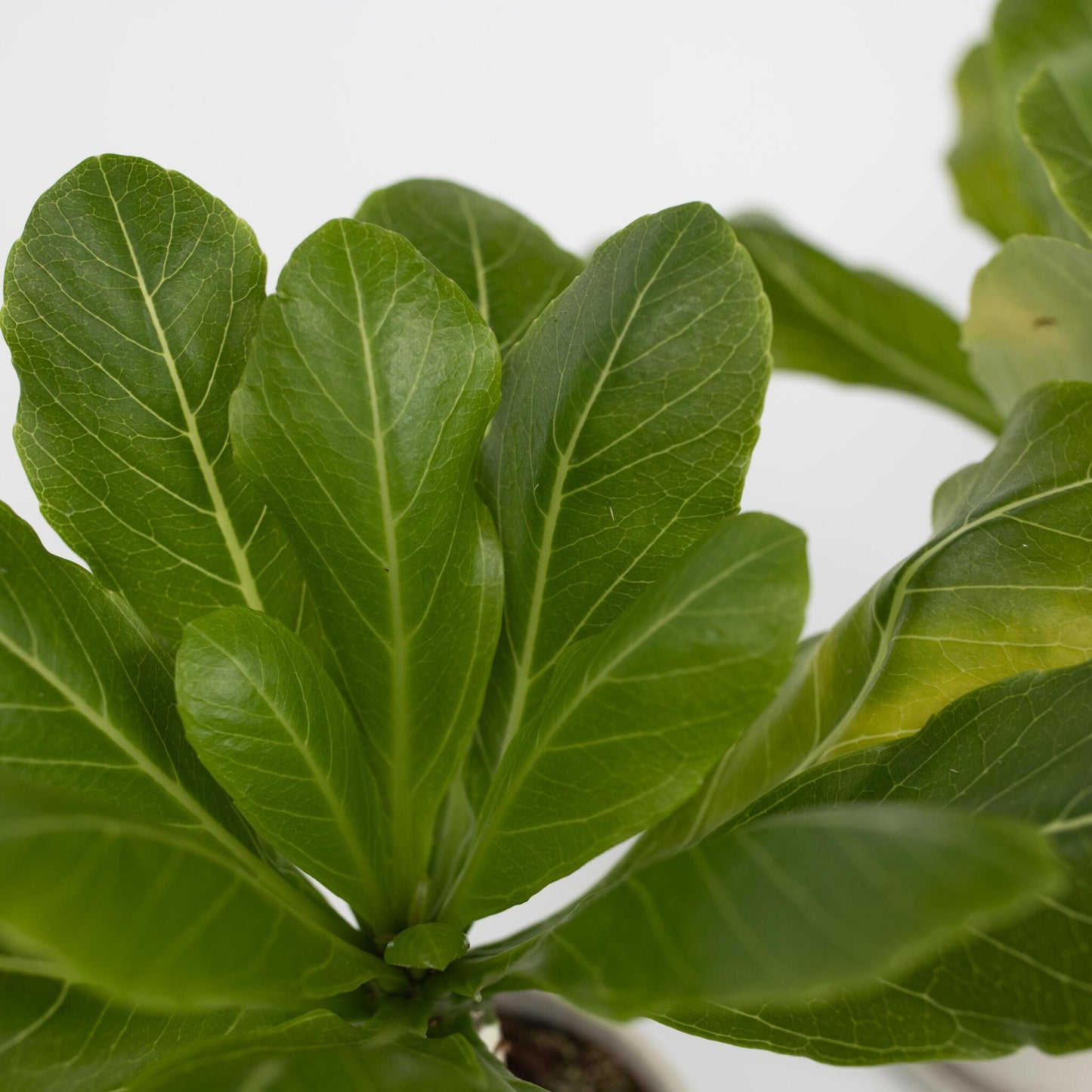Palmera Hawaiana - Brighamia Insignis - Altura 25-35cm - ⌀12cm_3