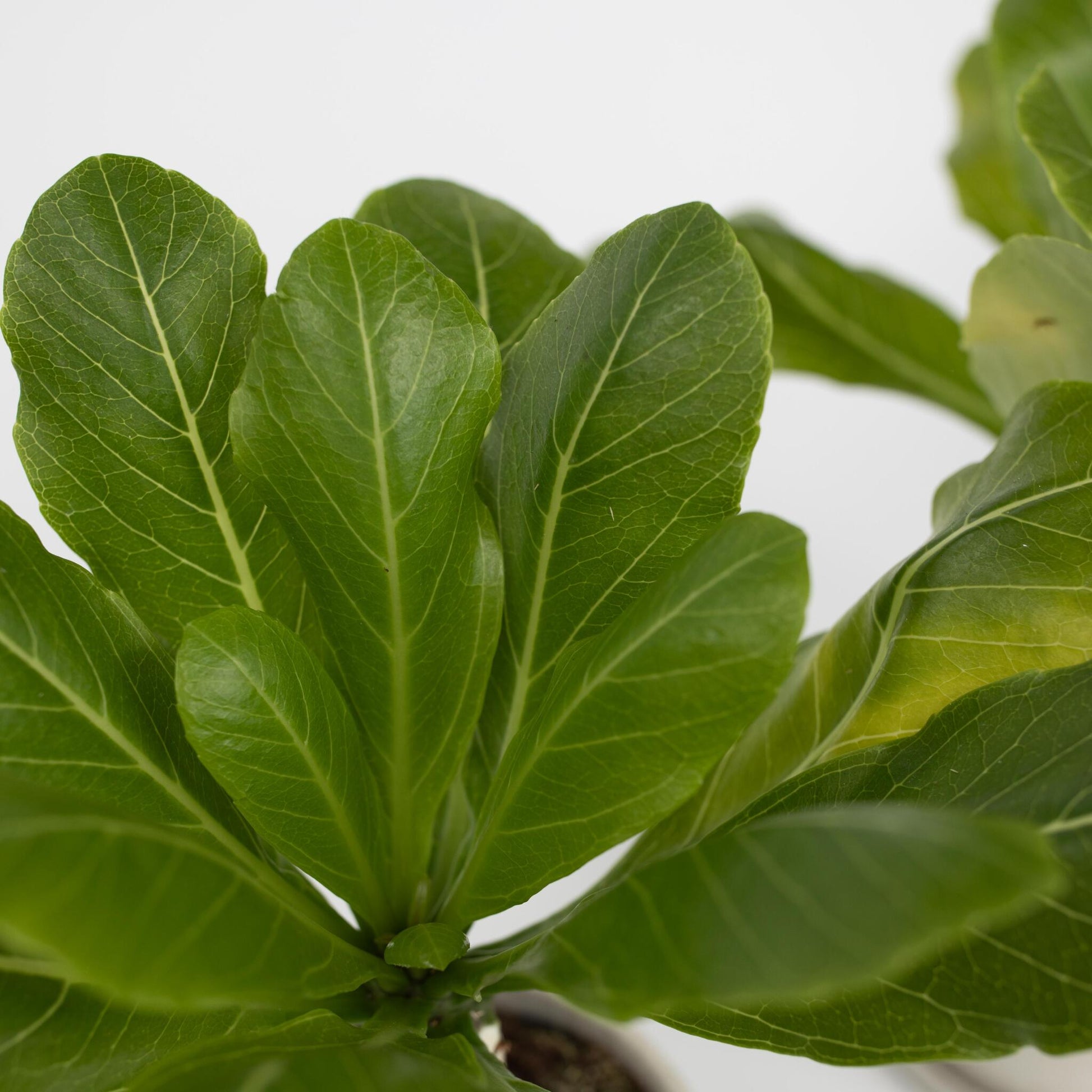 Palmera Hawaiana - Brighamia Insignis - Altura 25-35cm - ⌀12cm_3