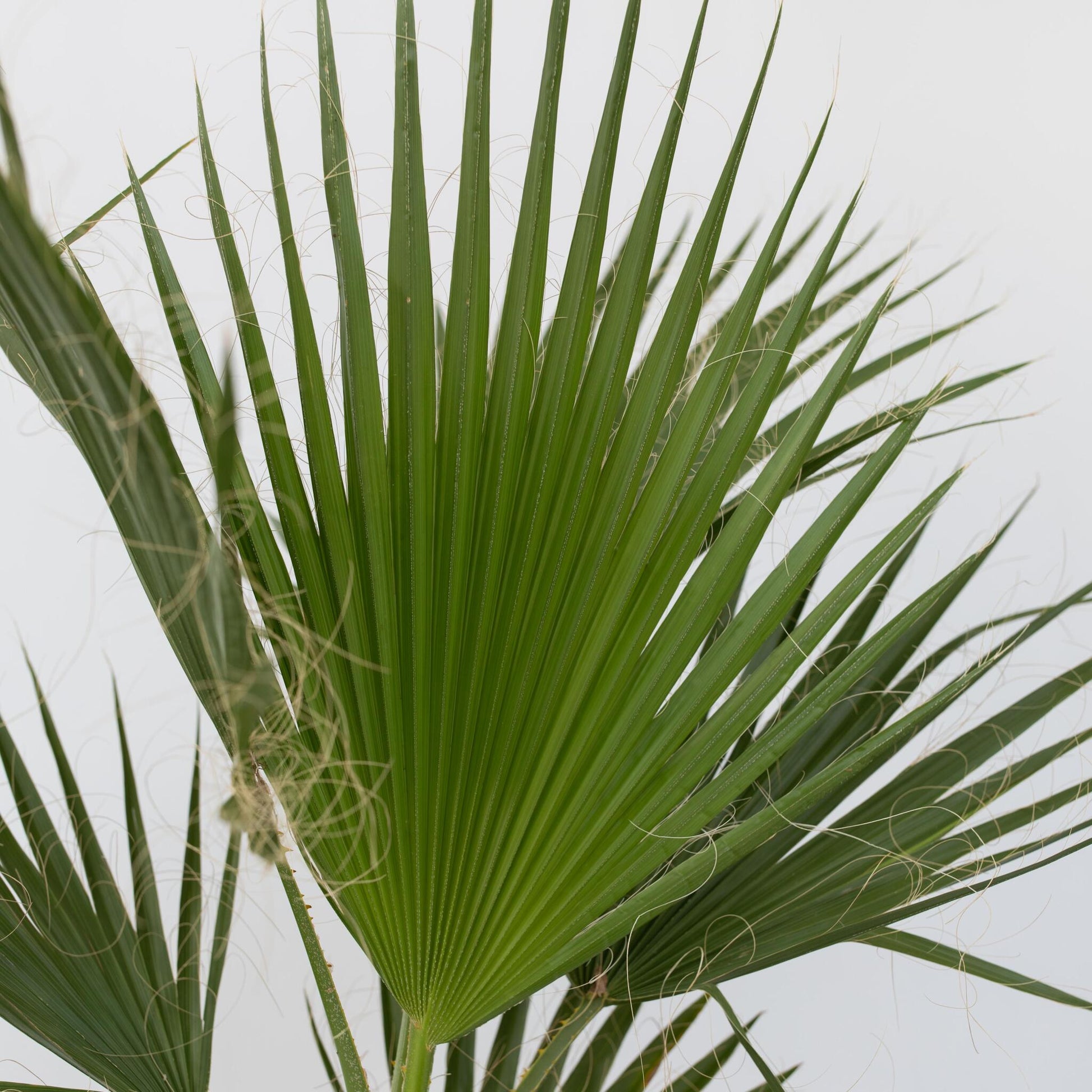 Palmera Mexicana - 2 Pzs - Washingtonia Robusta - Altura 70-90cm - ⌀21cm_3