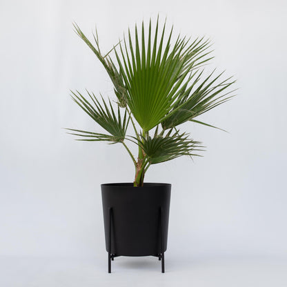 Palmera Mexicana - Washingtonia Robusta - Altura 70-90cm - ⌀21cm_1