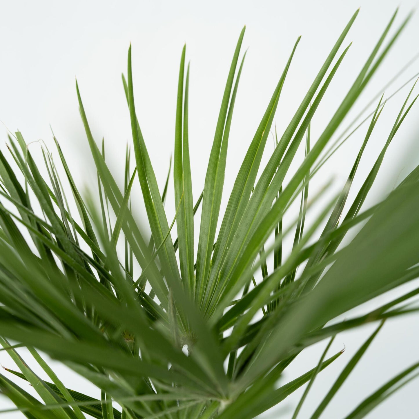 Palmito - 2 Pzs - Chamaerops Humilis - Altura 50-60cm - ⌀15cm_3