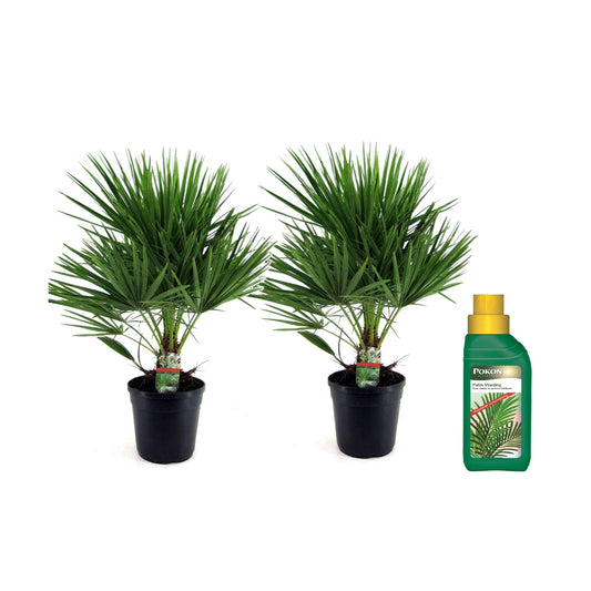 Palmito - 2 Pzs - Chamaerops Humilis - Altura 70-80cm - ⌀21cm_0