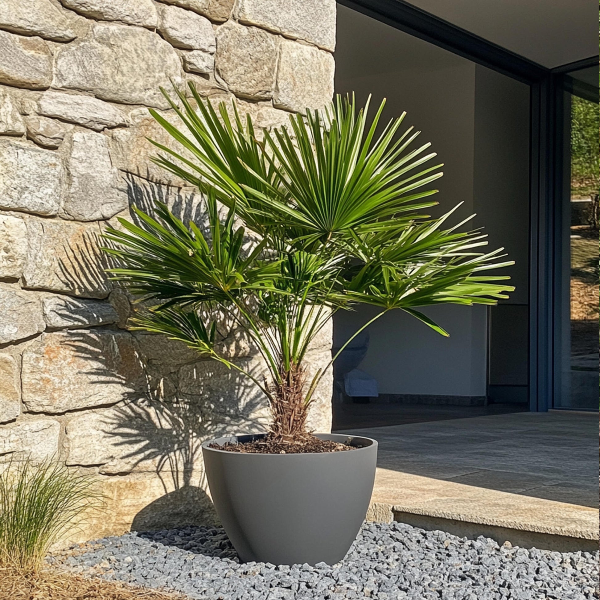Palmito - Chamaerops Humilis - Altura 70-80cm - ⌀21cm_4