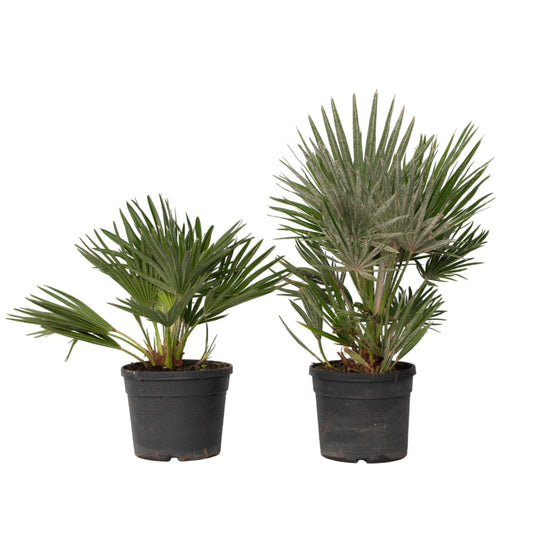 Palmito - Margallo - 2 Pzs - Chamaerops 'vulcano' - Altura 35-45cm - ⌀19cm_0