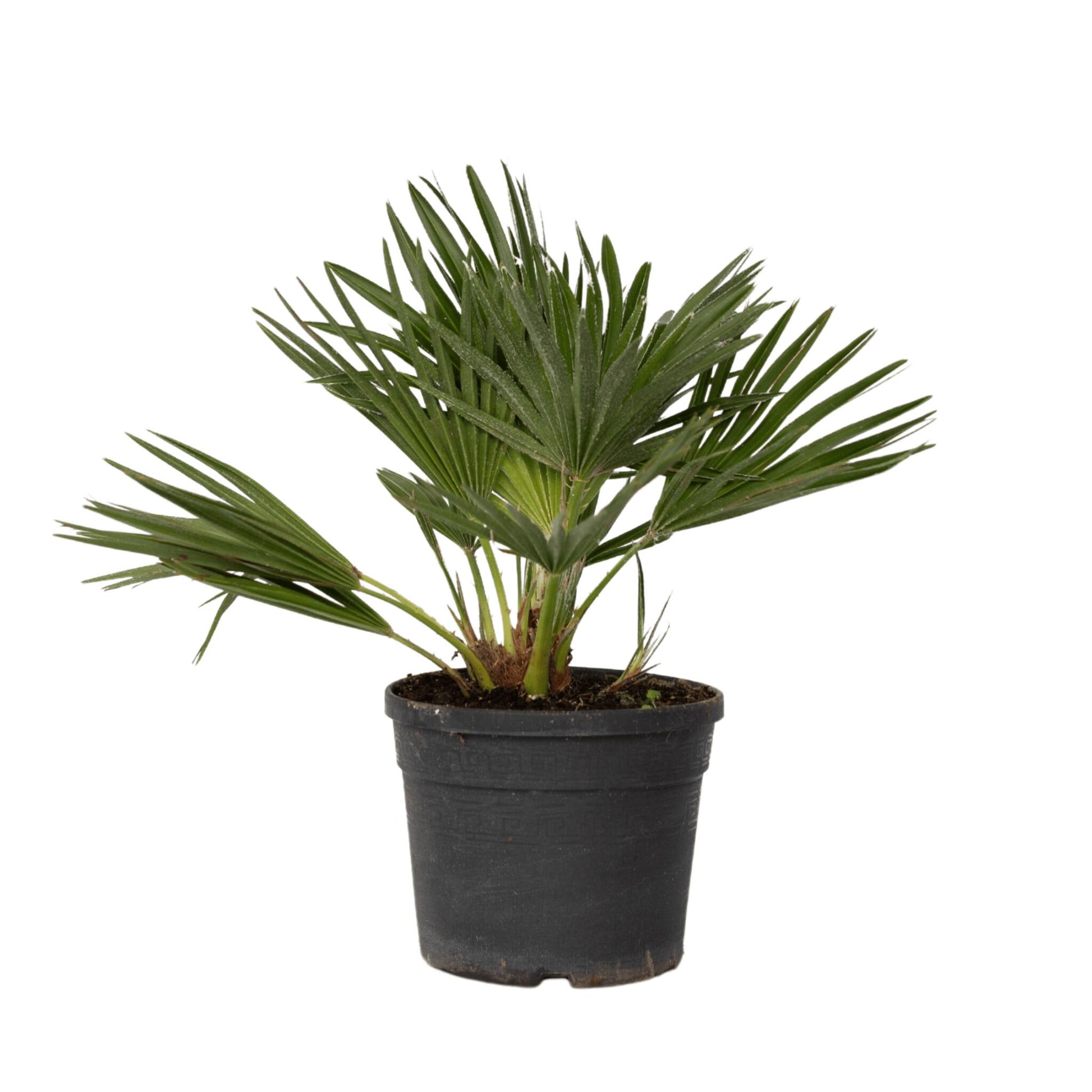 Palmito - Margallo - Chamaerops 'vulcano' - Altura 35-45cm - ⌀19cm_0