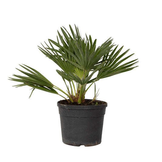 Palmito - Margallo - Chamaerops 'vulcano' - Altura 35-45cm - ⌀19cm_0