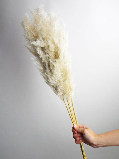 Pampas Secas_0
