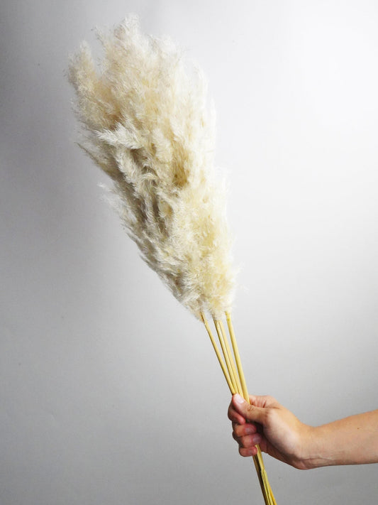 Pampas Secas_0