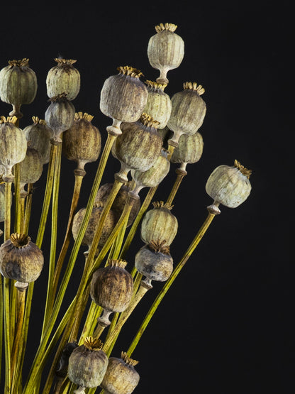 Papaver Seco_1