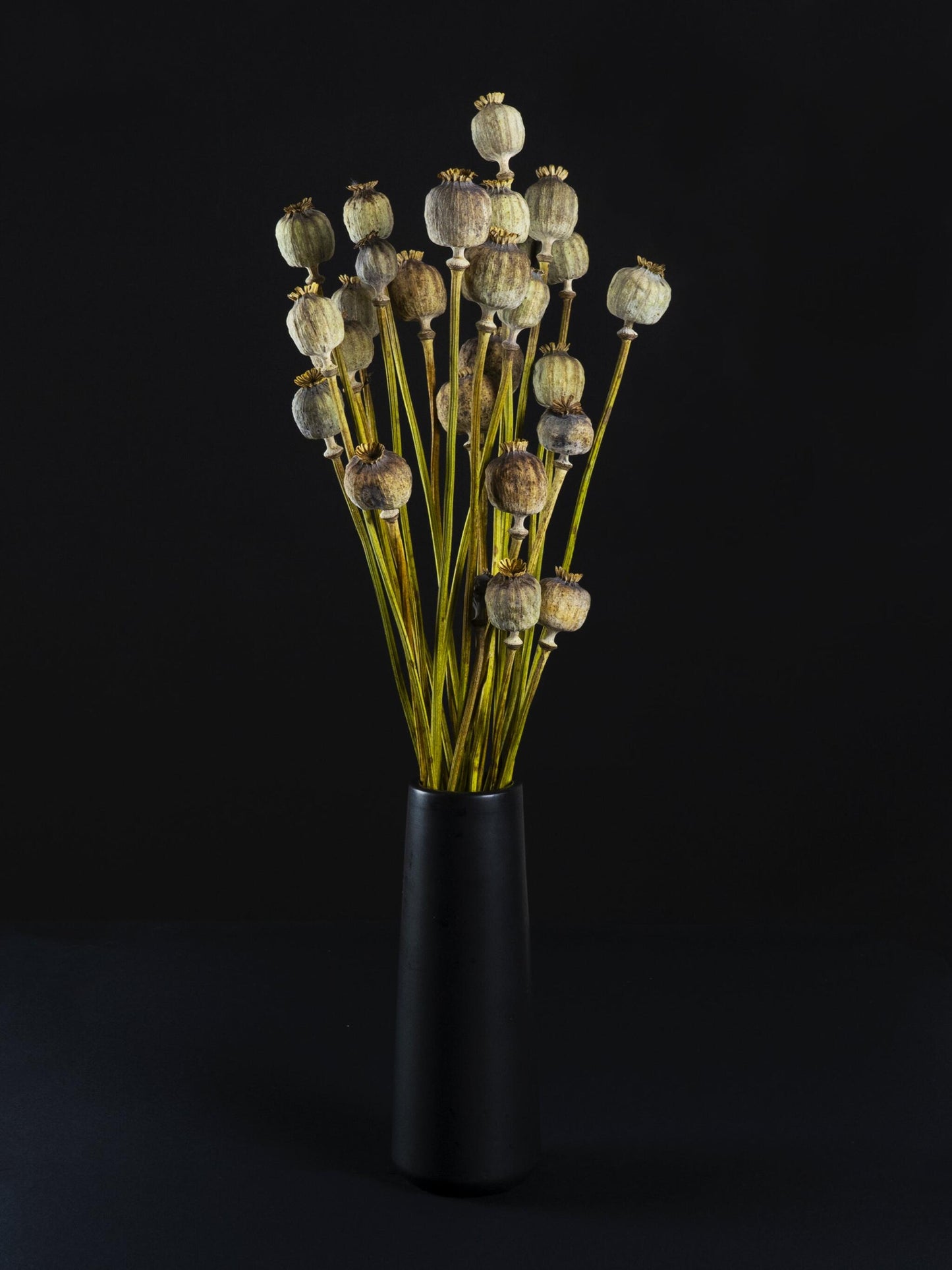 Papaver Seco_2