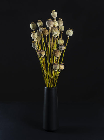 Papaver Seco_2