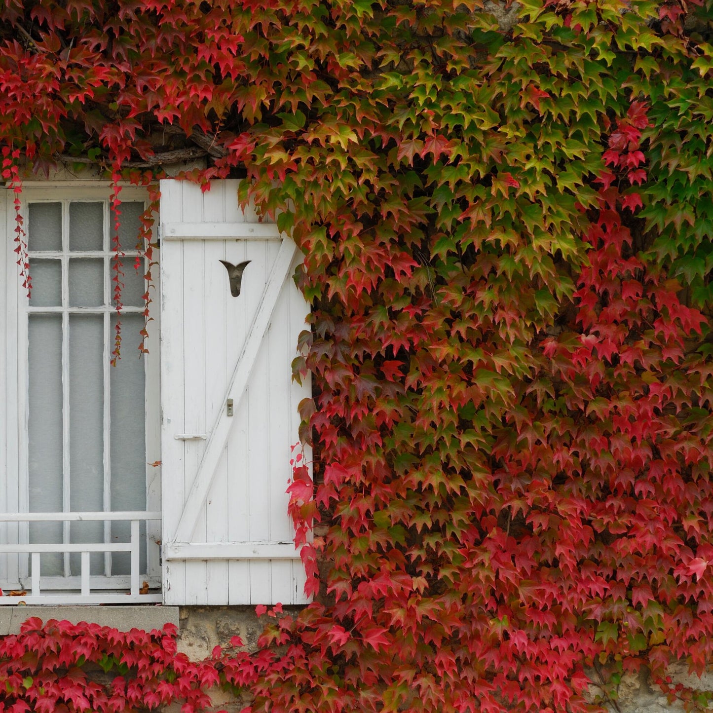 Parra Virgen - 6 Pzs - Parthenocissus Quinquefolia - Altura 25-40cm - ⌀9cm_1