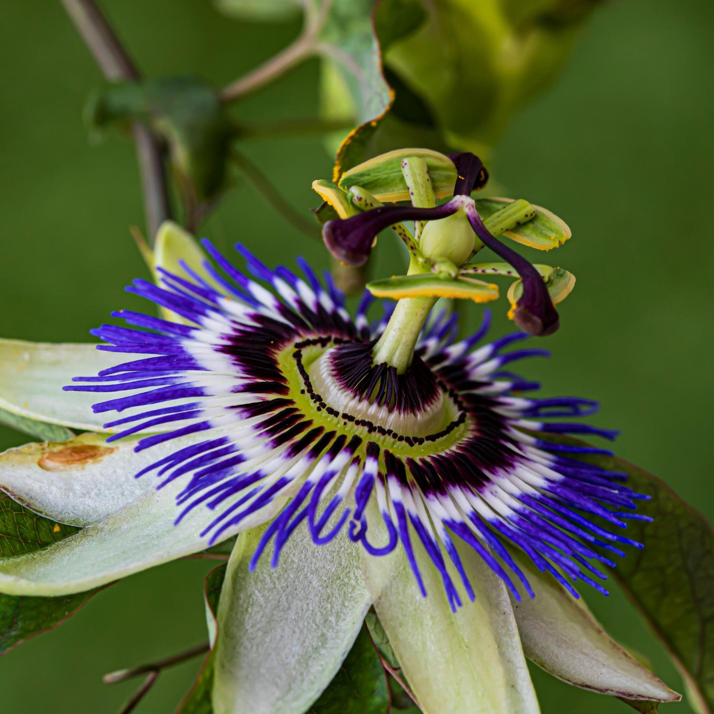 Pasionaria Azul - 2 Pzs - Passiflora Caerulea - Altura 110-120cm - ⌀17cm_3