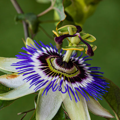 Pasionaria Azul - 2 Pzs - Passiflora Caerulea - Altura 110-120cm - ⌀17cm_3