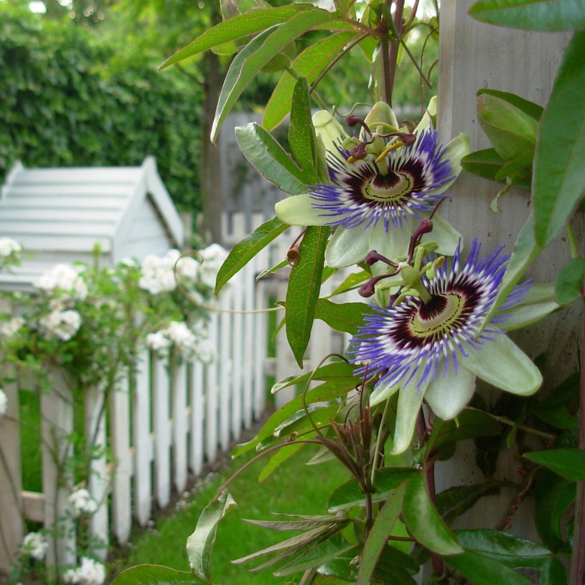 Pasionaria Azul - 2 Pzs - Passiflora Caerulea - Altura 110-120cm - ⌀17cm_4
