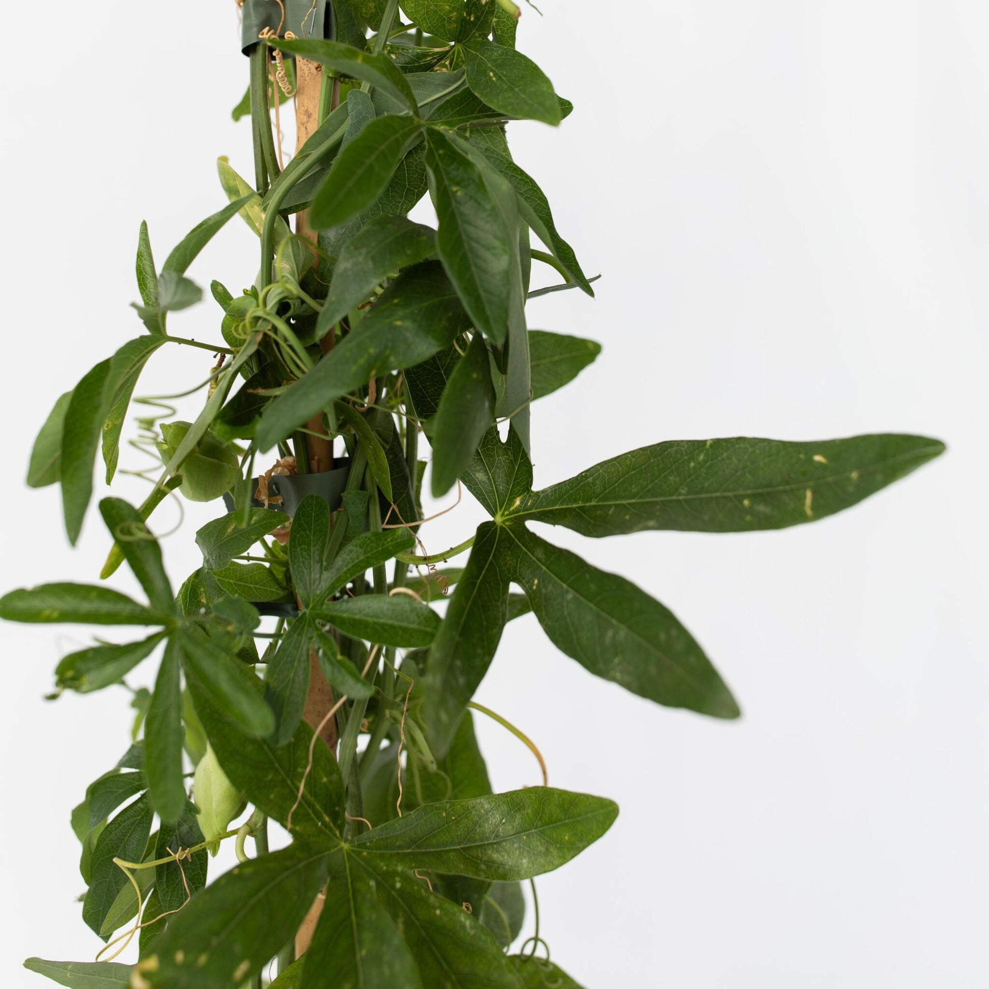 Pasionaria Azul - Passiflora 'constance Elliott' - Altura 110-120cm - ⌀17cm_3