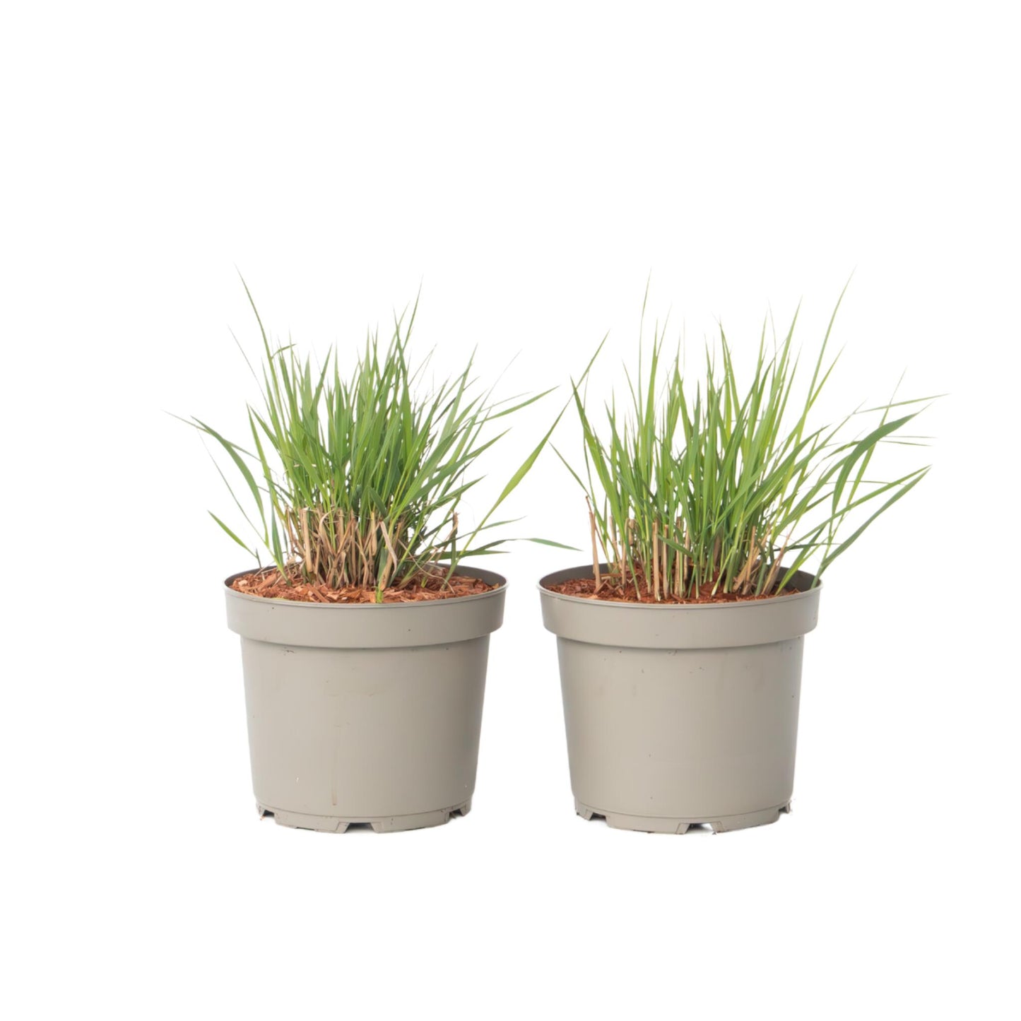 Pasto De Las Praderas - 2 Pzs - Panicum 'heavy Metal' - Altura 40-60cm - ⌀23cm_0