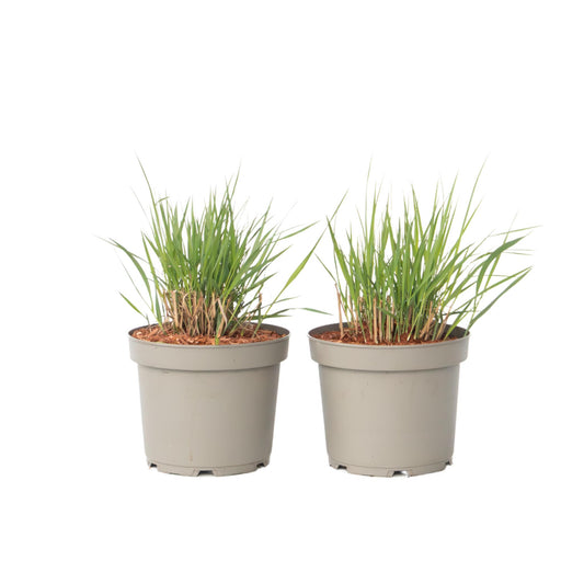 Pasto De Las Praderas - 2 Pzs - Panicum 'heavy Metal' - Altura 40-60cm - ⌀23cm_0