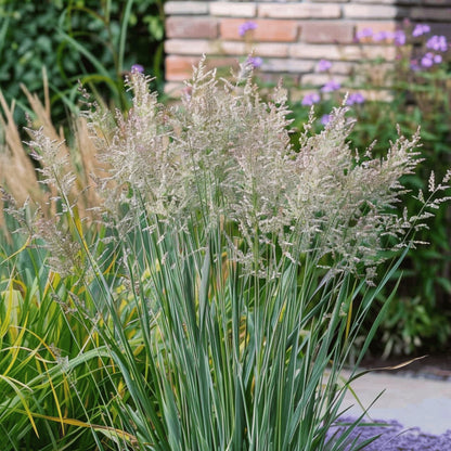 Pasto De Las Praderas - 2 Pzs - Panicum 'heavy Metal' - Altura 40-60cm - ⌀23cm_3