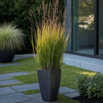 Pasto De Las Praderas - Panicum Virgatum 'heavy Metal' - Altura 40-60cm - ⌀23cm_1