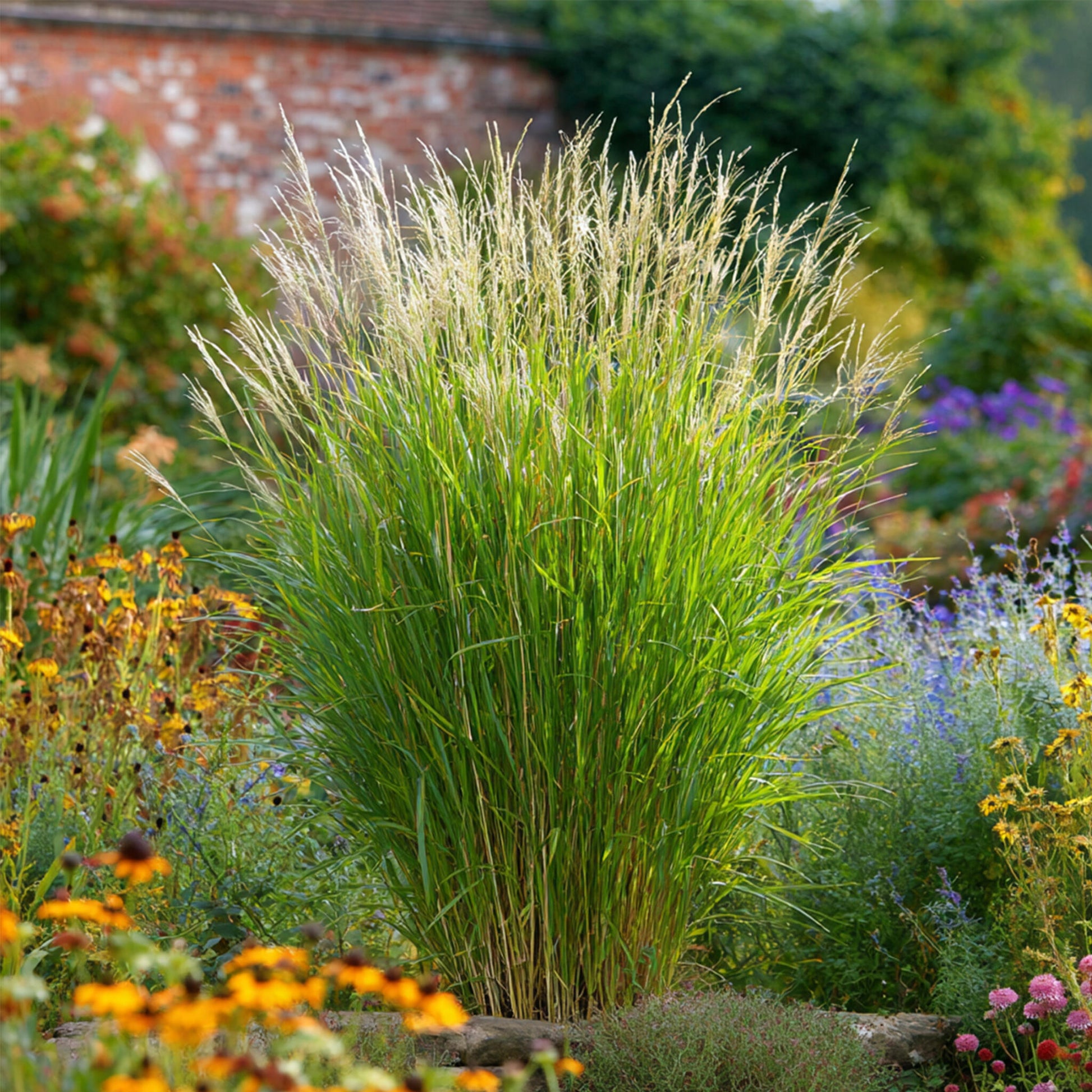 Pasto Plateado Chino - 2 Pzs - Miscanthus 'gracillimus' - Altura 40-60cm - ⌀23cm_1