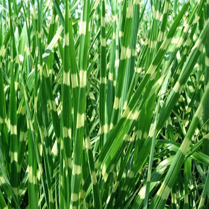 Pasto Plateado Chino - Miscanthus Sinensis 'zebrinus' - Altura 20-30cm - ⌀23cm_1