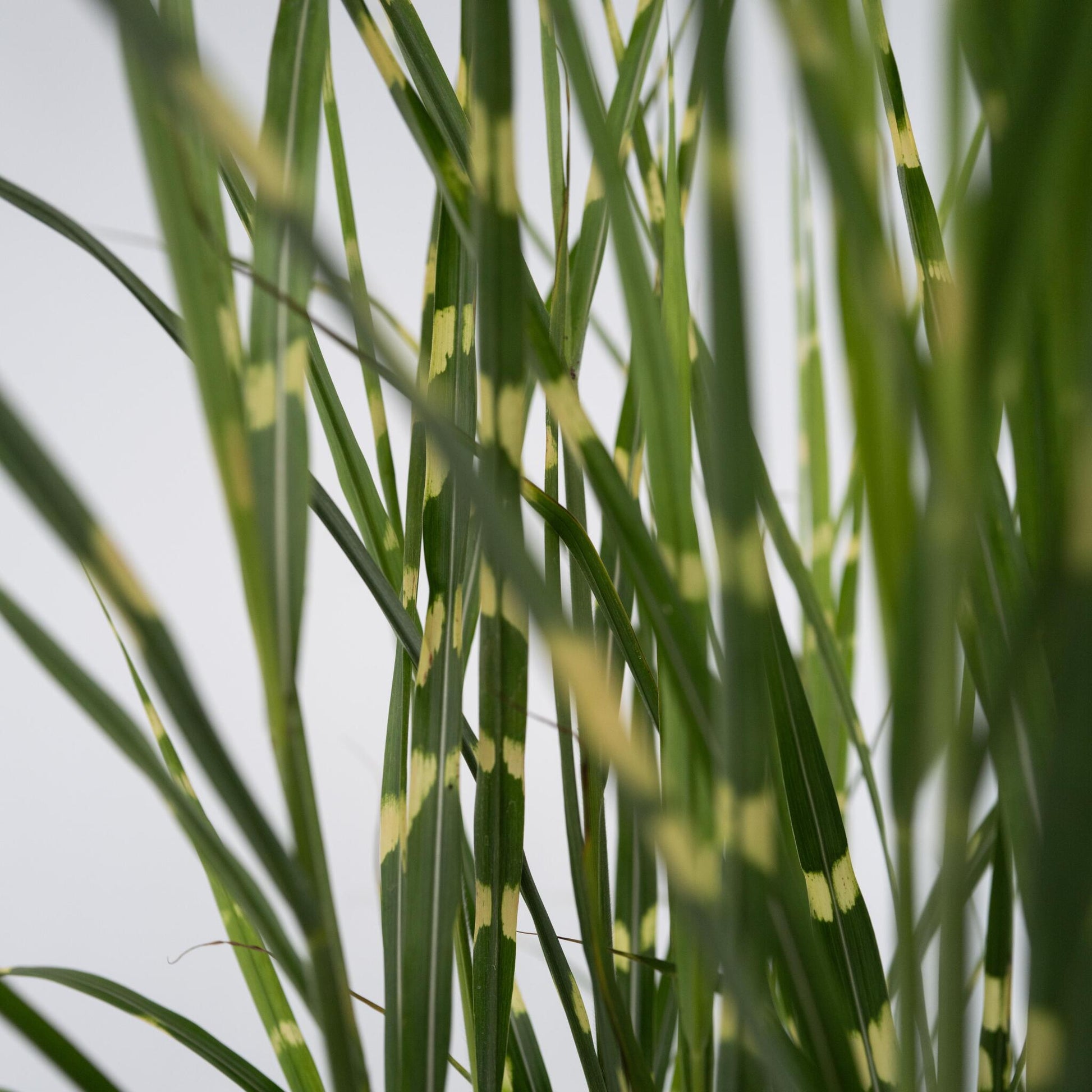 Pasto Plateado Chino - Miscanthus Sinensis 'zebrinus' - Altura 20-30cm - ⌀23cm_3