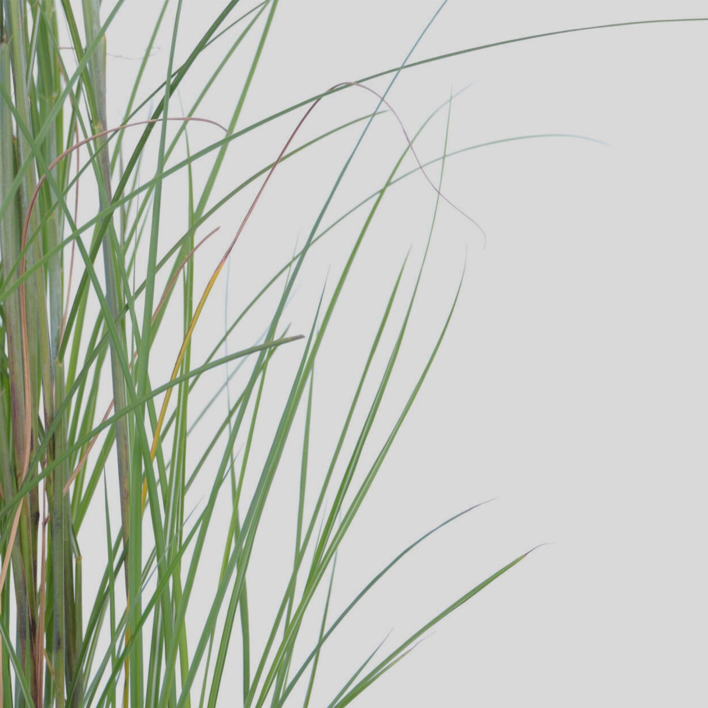Pasto Plateado Chino - Miscanthus 'gracillimus' - Altura 40-60cm - ⌀23cm_3