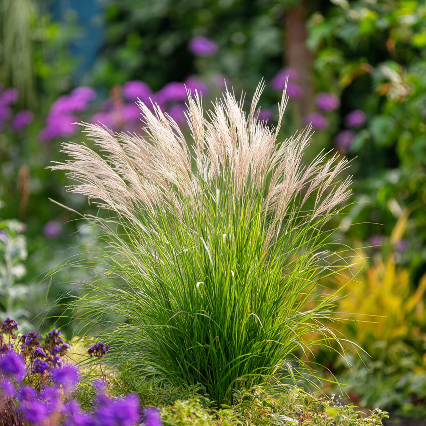 Pasto Plateado Chino - Miscanthus 'gracillimus' - Altura 40-60cm - ⌀23cm_4
