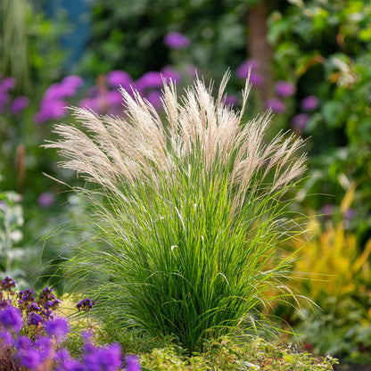 Pasto Plateado Chino - Miscanthus 'gracillimus' - Altura 40-60cm - ⌀23cm_4